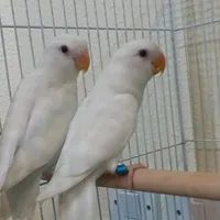 سامسونج ‏جالاكسي A21 ‏128 جيجابايت ‏فضي