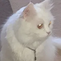 حسام الحمايده