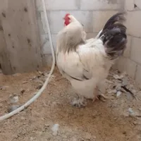 سالم الجنيدي