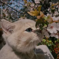 مرسيدس بنز ‏الفئة-C ‏C 300 ‏2020