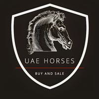 UAE Horses