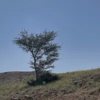 محمد