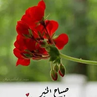 ام محمد