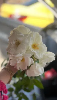 سوار  حجة