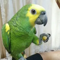 suleiman