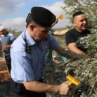 زيت زيتون رومي افحص واشتري ولا غلطه