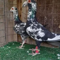 قصي النجار