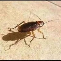 عطالله