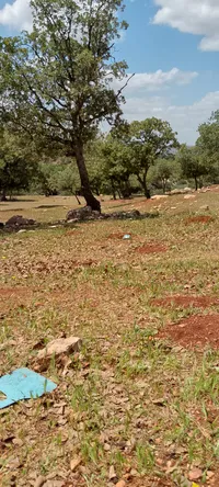 وعد دراوشه