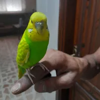 ابراهيم ابو يمان