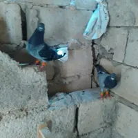 ابووو حنين