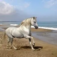 عبد الحميد المساعيد
