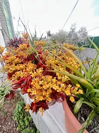 هبة  ابوفارة
