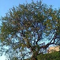 حمزه العزام