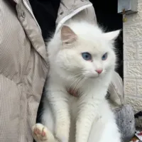 زهرة ابو شرخ 