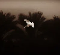Basra ‏Baradi'yah