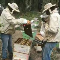 مناحل عسل مملكة النحل