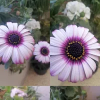 ranya abualhawa