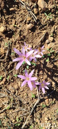 أحمد محاميد