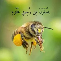 سليمان الجداي أبو بلال