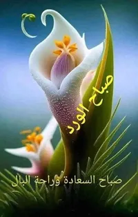 نعمة احمد