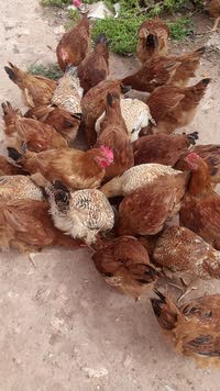 moroccan chicken