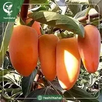 L8 ستار ‏أخرى ‏512 جيجابايت ‏أبيض