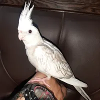 ميتسوبيشي لانسر Standard 2007