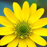 أبل ‏ايفون 7 ‏128 جيجابايت ‏ذهبي وردي
