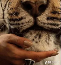 العبادي