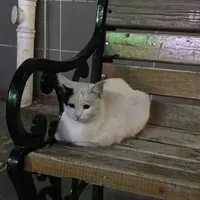 سامسونج ‏جالاكسي A56 ‏8 جيجابايت ‏رمادي