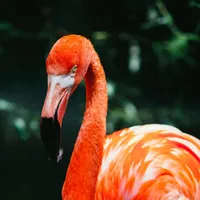 R00za