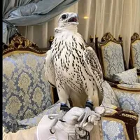 ابو شكري