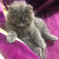 قوي شخصيه