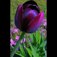 بي ام دبليو ‏الفئة X5 ‏The X5 M Competition ‏2010