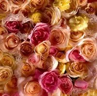 فورد ‏فيوجن ‏SE ‏2015