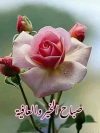 Nadush Zalatata