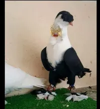 عبيده زيد ابوصايل
