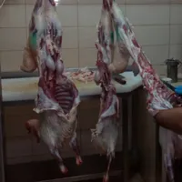 ابو عبدو عمر
