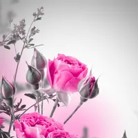 تويوتا ‏كورولا ‏Allex ‏2021