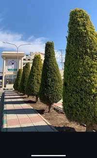 هناء  عطيه 
