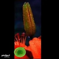 أوبو ‏A31 ‏512 جيجابايت ‏أخضر