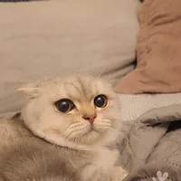 عمار حرب