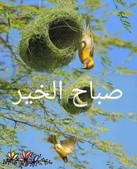 منال الرواشده