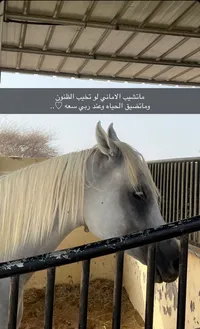 بدر  الراشدي