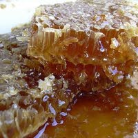 العسل العماني البري