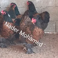 شاومي ‏ريدمي نوت 11T 5G ‏512 جيجابايت ‏رمادي