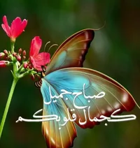 محمد حسام
 العسود
