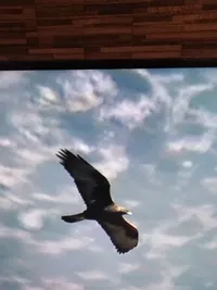 عيسى سليم