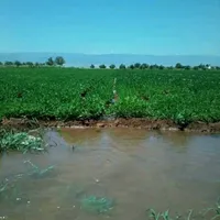 مراد النشمي